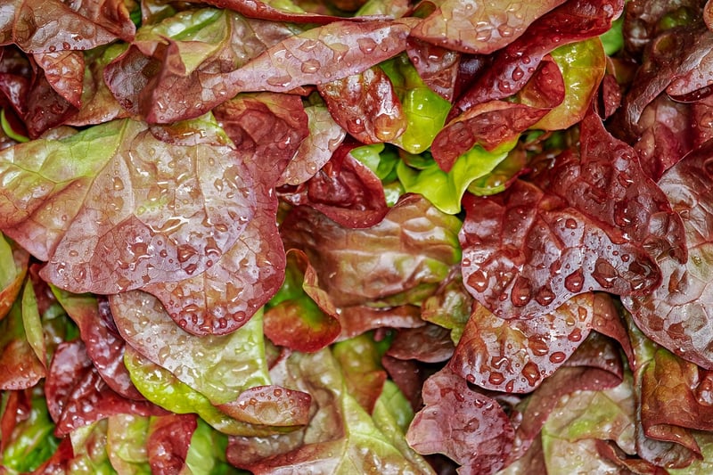 Homemade Salad